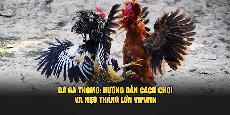 Đá Gà Thomo