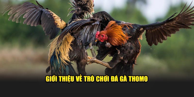 Giới thiệu về tựa game nổi tiếng Đá gà Thomo