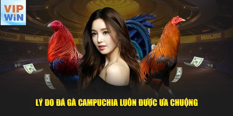 Lý do đá gà Campuchia luôn được ưa chuộng