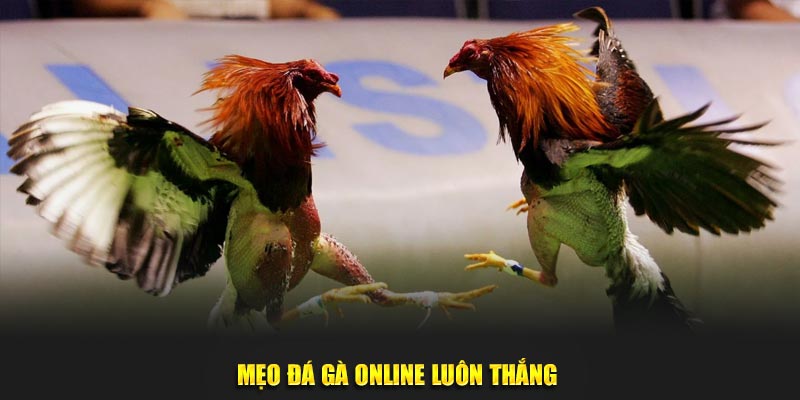 Mẹo đá gà online luôn thắng 