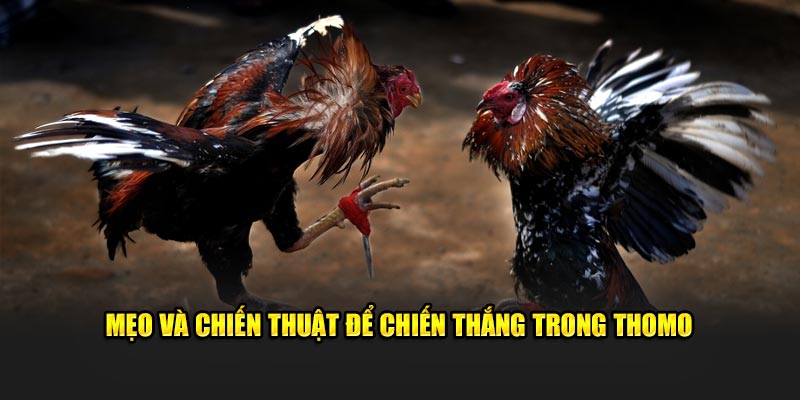 Mẹo và chiến thuật để chiến thắng trong Thomo