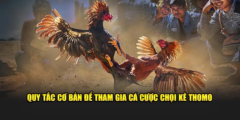 Quy tắc cơ bản để tham gia cá cược chọi kê Thomo