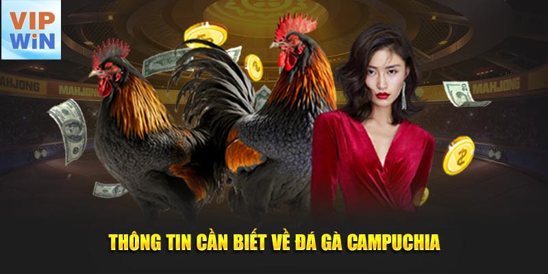 Điểm qua vài nét về đá gà Campuchia